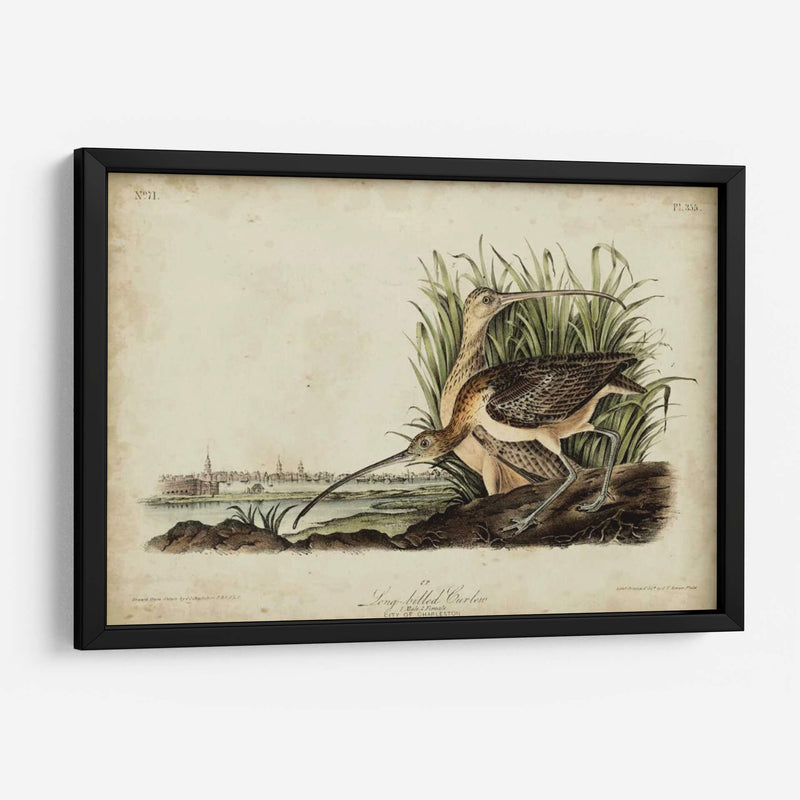 Curlew De Pico Largo - John James Audubon | Cuadro decorativo de Canvas Lab