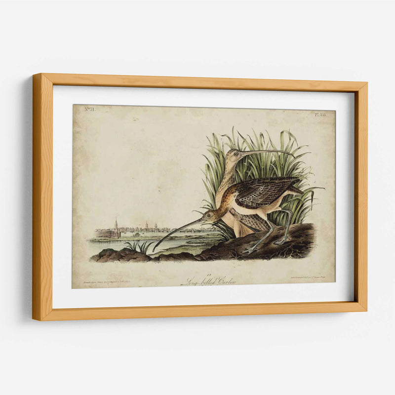 Curlew De Pico Largo - John James Audubon | Cuadro decorativo de Canvas Lab