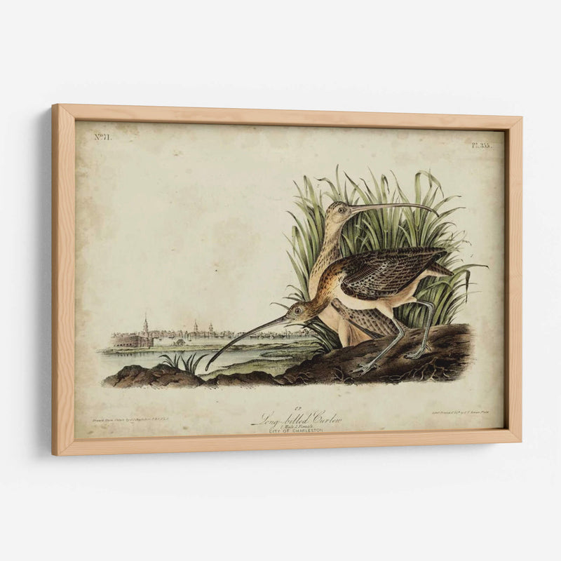 Curlew De Pico Largo - John James Audubon | Cuadro decorativo de Canvas Lab