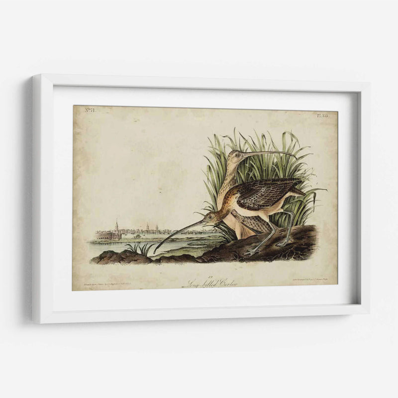 Curlew De Pico Largo - John James Audubon | Cuadro decorativo de Canvas Lab