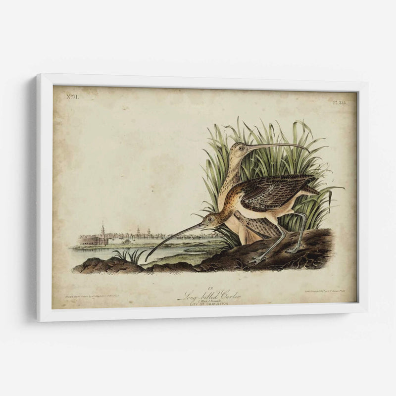 Curlew De Pico Largo - John James Audubon | Cuadro decorativo de Canvas Lab