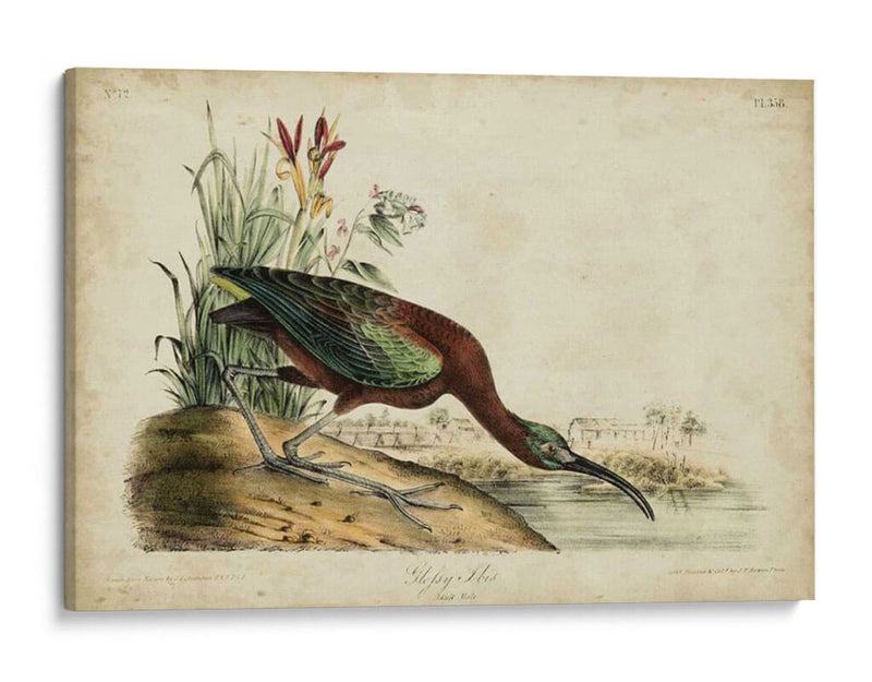 Ibis Brillante - John James Audubon | Cuadro decorativo de Canvas Lab