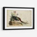 Ibis Brillante - John James Audubon | Cuadro decorativo de Canvas Lab