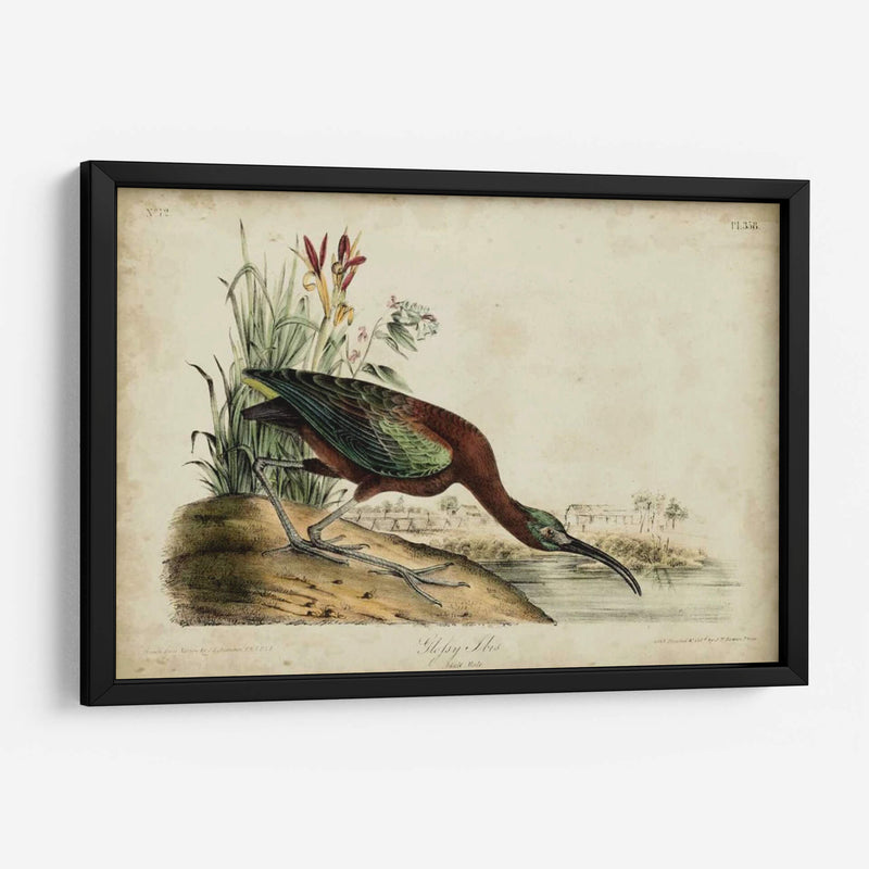 Ibis Brillante - John James Audubon | Cuadro decorativo de Canvas Lab