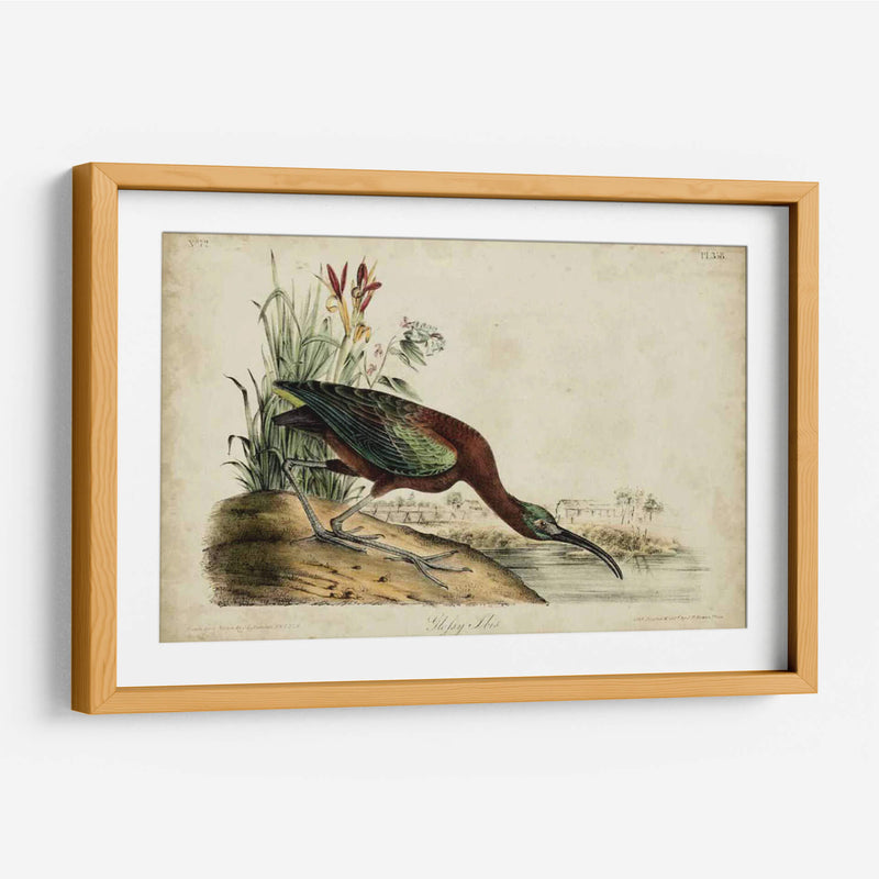 Ibis Brillante - John James Audubon | Cuadro decorativo de Canvas Lab