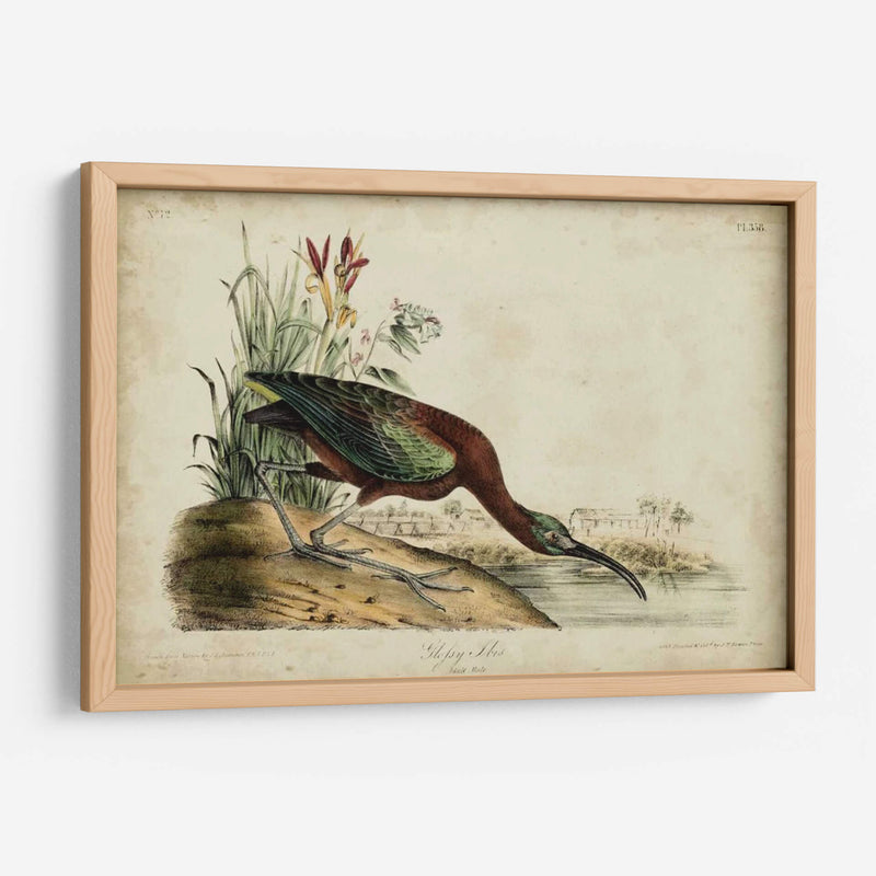 Ibis Brillante - John James Audubon | Cuadro decorativo de Canvas Lab