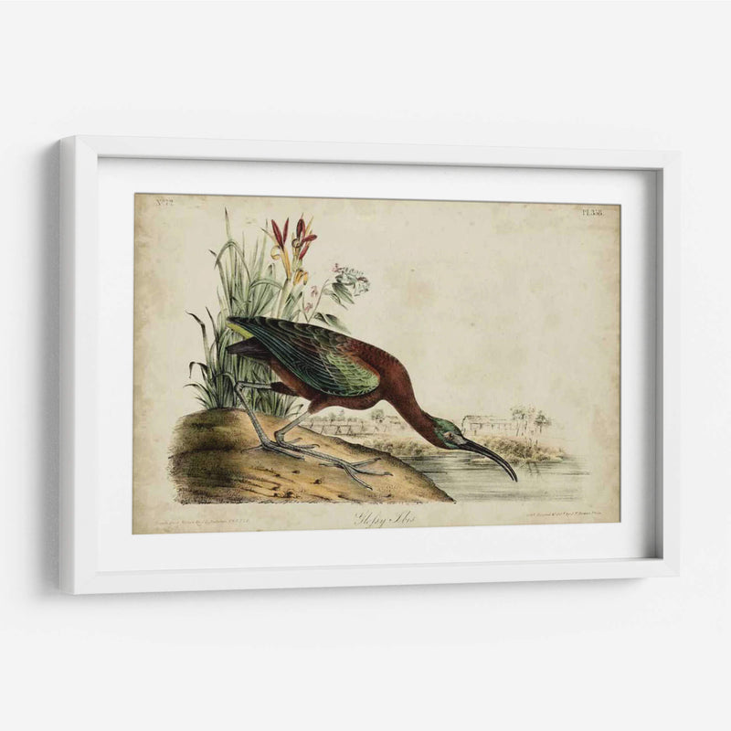 Ibis Brillante - John James Audubon | Cuadro decorativo de Canvas Lab