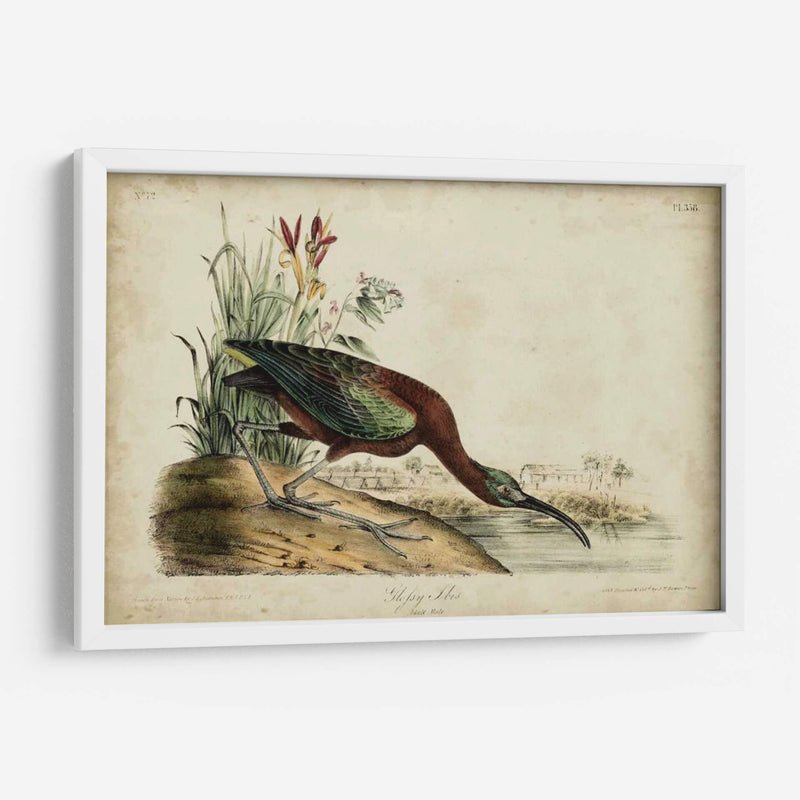 Ibis Brillante - John James Audubon | Cuadro decorativo de Canvas Lab