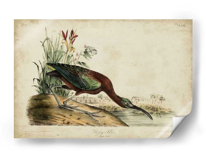 Ibis Brillante - John James Audubon | Cuadro decorativo de Canvas Lab