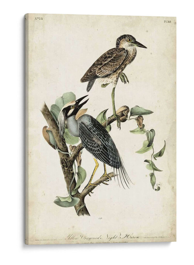 Night Heron - John James Audubon | Cuadro decorativo de Canvas Lab