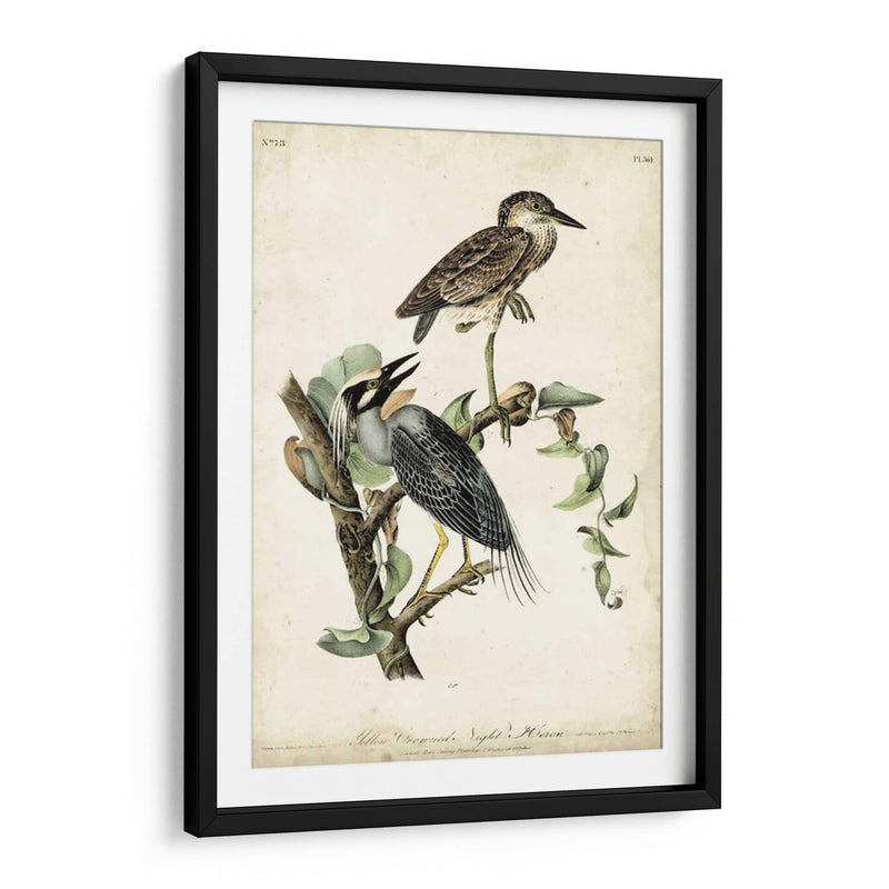 Night Heron - John James Audubon | Cuadro decorativo de Canvas Lab