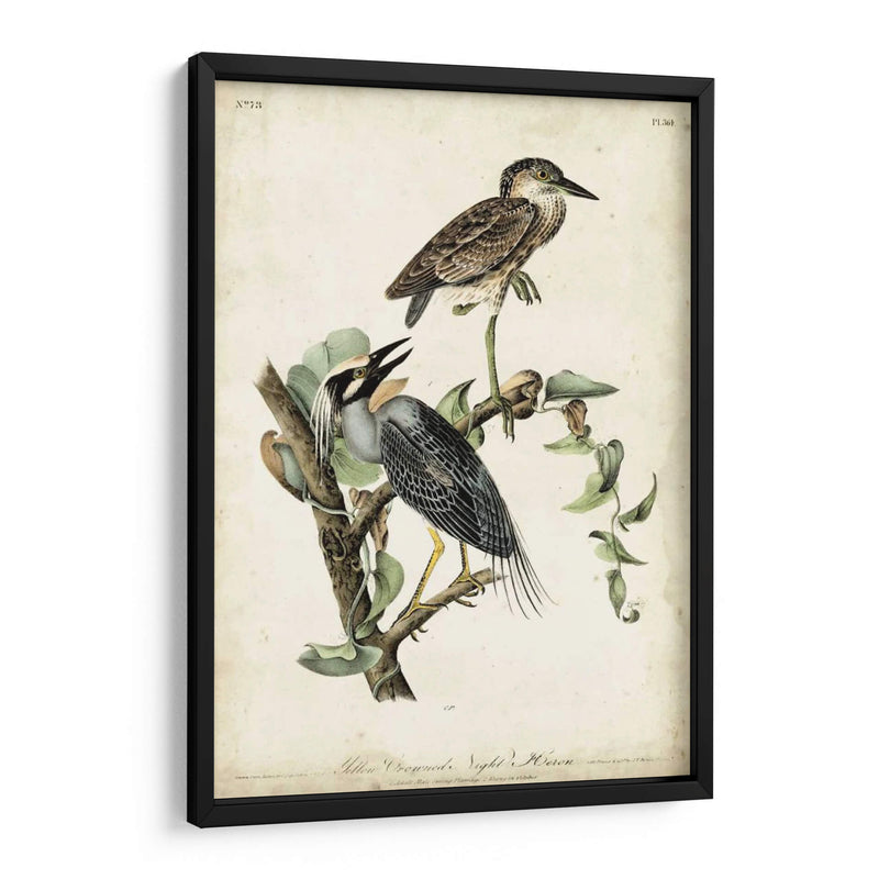 Night Heron - John James Audubon | Cuadro decorativo de Canvas Lab