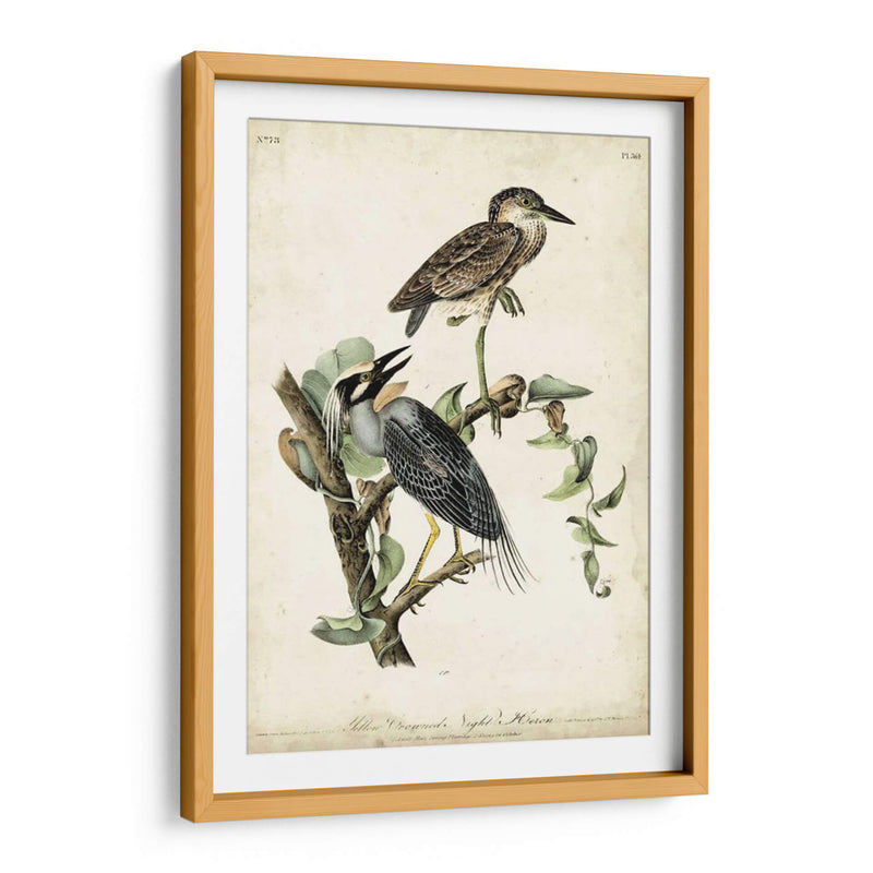 Night Heron - John James Audubon | Cuadro decorativo de Canvas Lab