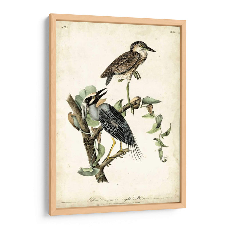 Night Heron - John James Audubon | Cuadro decorativo de Canvas Lab