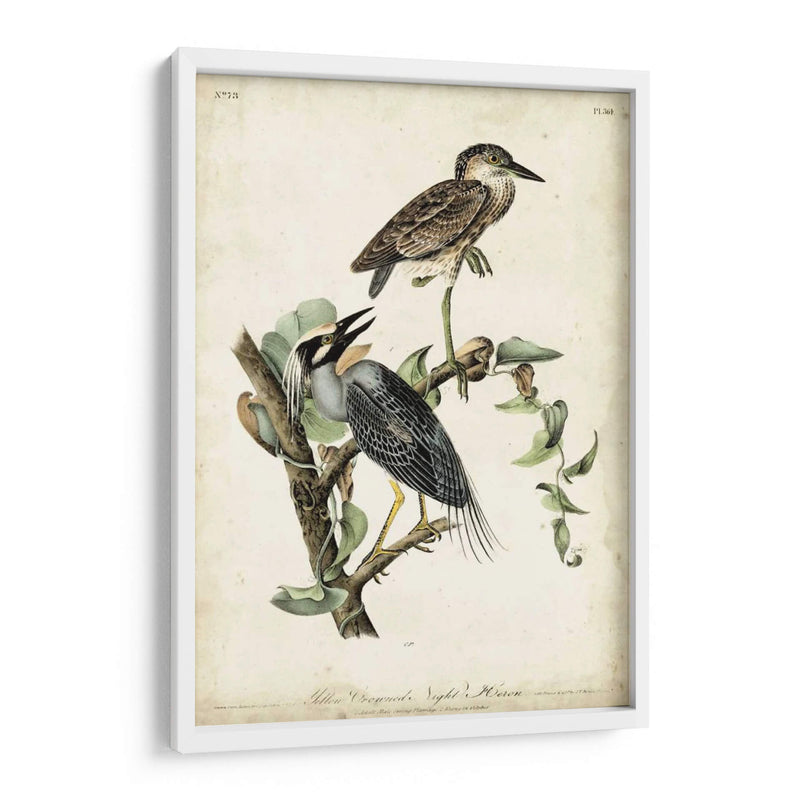 Night Heron - John James Audubon | Cuadro decorativo de Canvas Lab