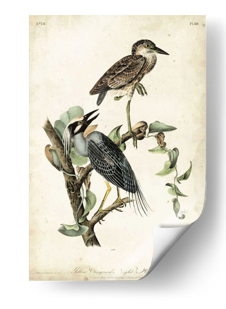 Night Heron - John James Audubon | Cuadro decorativo de Canvas Lab