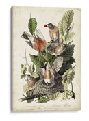 Audubons American Robin - John James Audubon | Cuadro decorativo de Canvas Lab