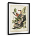 Audubons American Robin - John James Audubon | Cuadro decorativo de Canvas Lab