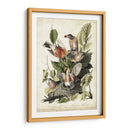 Audubons American Robin - John James Audubon | Cuadro decorativo de Canvas Lab