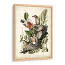 Audubons American Robin - John James Audubon | Cuadro decorativo de Canvas Lab
