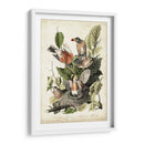 Audubons American Robin - John James Audubon | Cuadro decorativo de Canvas Lab