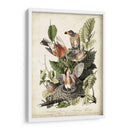 Audubons American Robin - John James Audubon | Cuadro decorativo de Canvas Lab