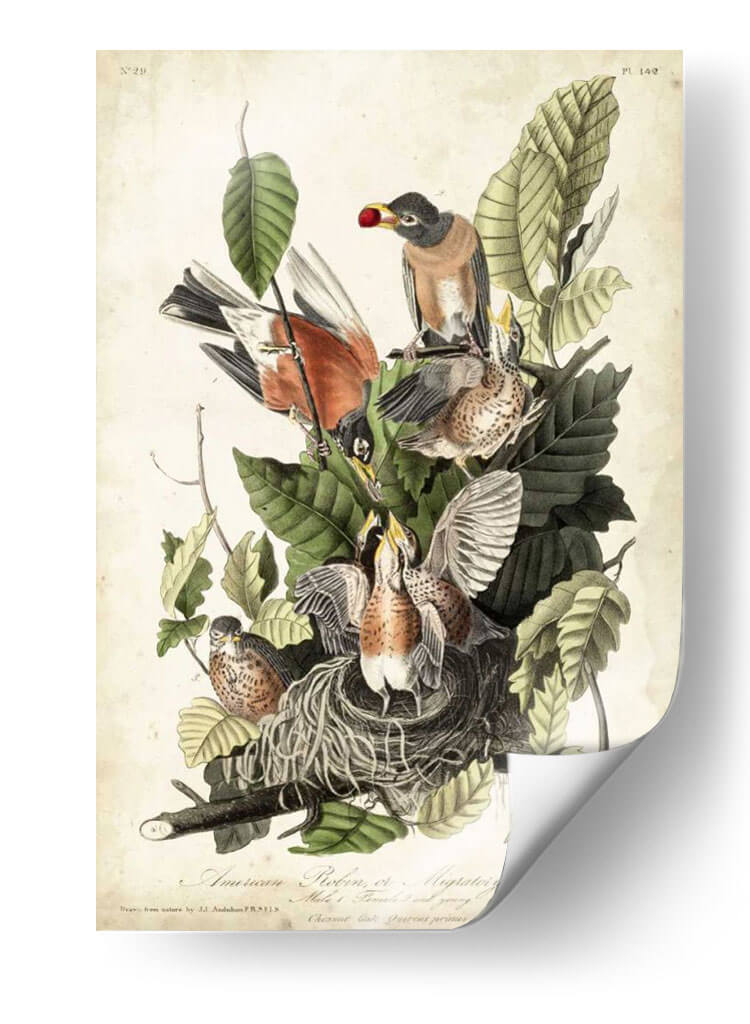 Audubons American Robin - John James Audubon | Cuadro decorativo de Canvas Lab
