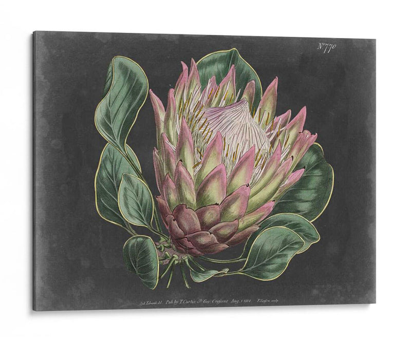 Dramático Protea I - Curtis | Cuadro decorativo de Canvas Lab