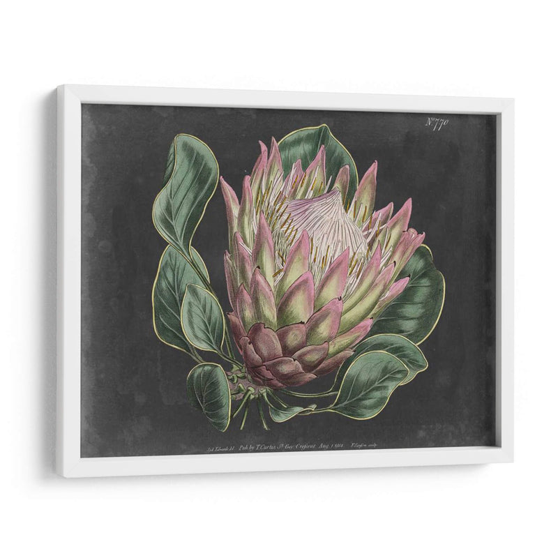 Dramático Protea I - Curtis | Cuadro decorativo de Canvas Lab