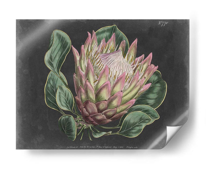 Dramático Protea I - Curtis | Cuadro decorativo de Canvas Lab