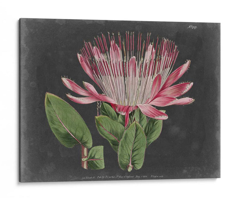 Dramático Protea Ii - Curtis | Cuadro decorativo de Canvas Lab