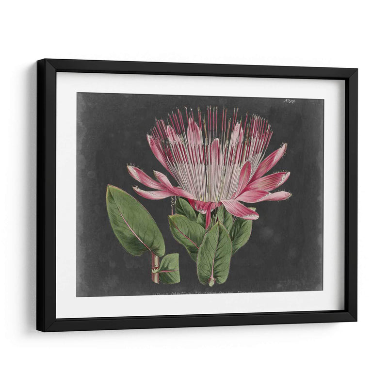 Dramático Protea Ii - Curtis | Cuadro decorativo de Canvas Lab