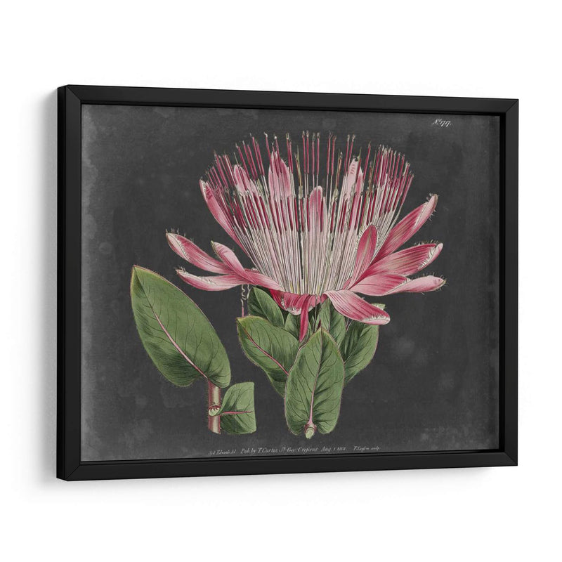 Dramático Protea Ii - Curtis | Cuadro decorativo de Canvas Lab