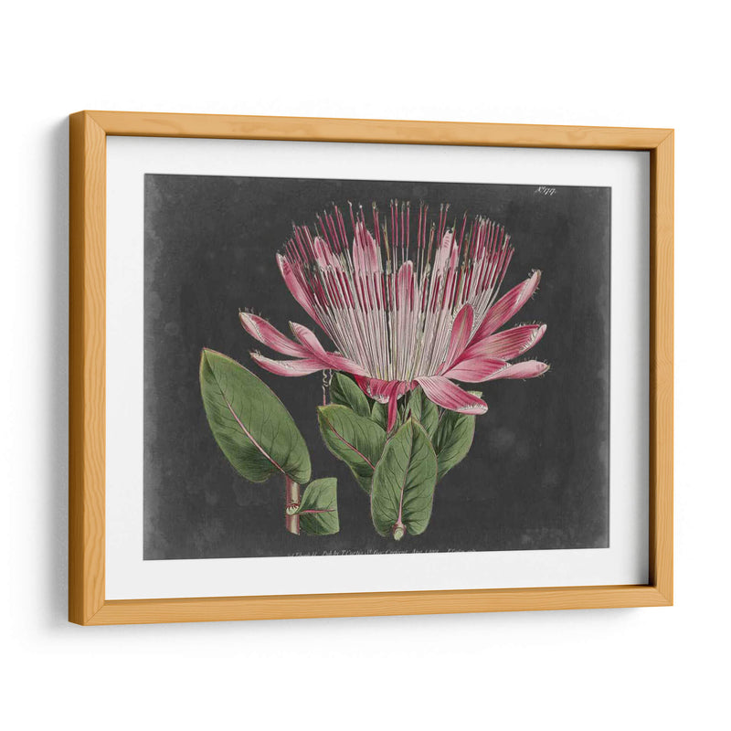 Dramático Protea Ii - Curtis | Cuadro decorativo de Canvas Lab