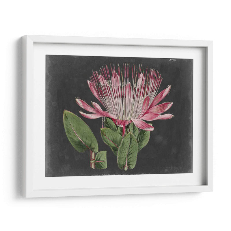 Dramático Protea Ii - Curtis | Cuadro decorativo de Canvas Lab