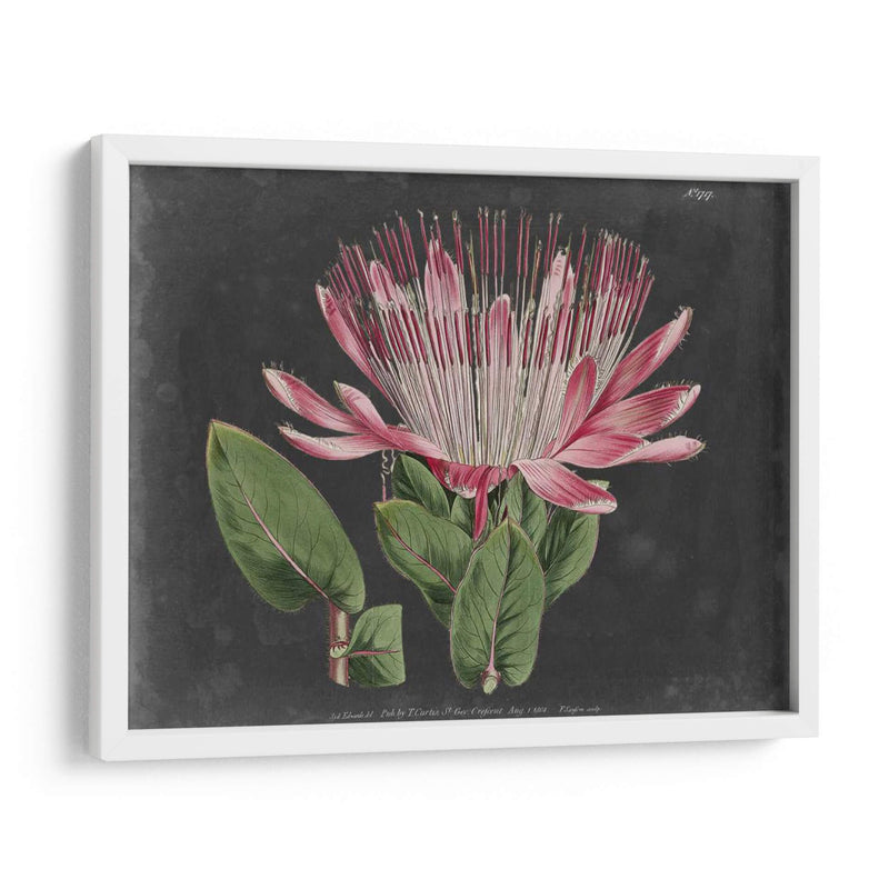 Dramático Protea Ii - Curtis | Cuadro decorativo de Canvas Lab