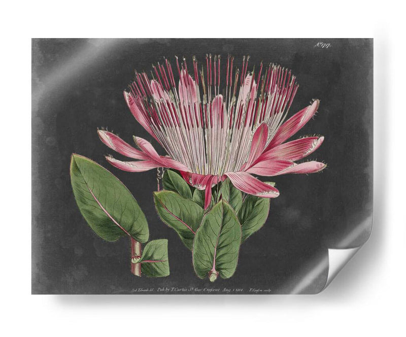 Dramático Protea Ii - Curtis | Cuadro decorativo de Canvas Lab