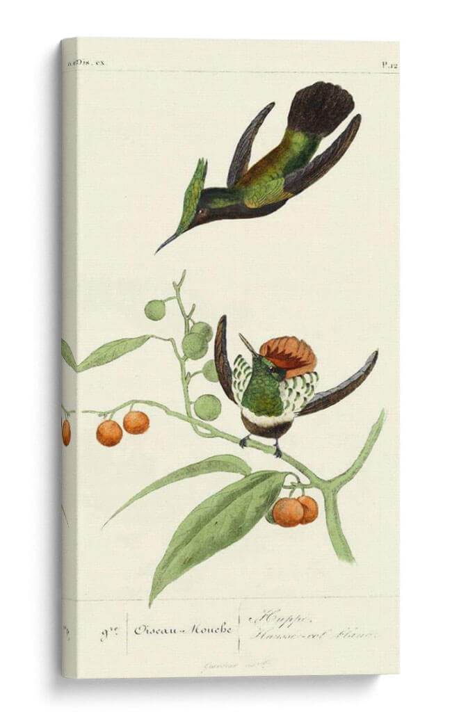 Lemaire Hummingbirds Iii - C.L. Lemaire | Cuadro decorativo de Canvas Lab