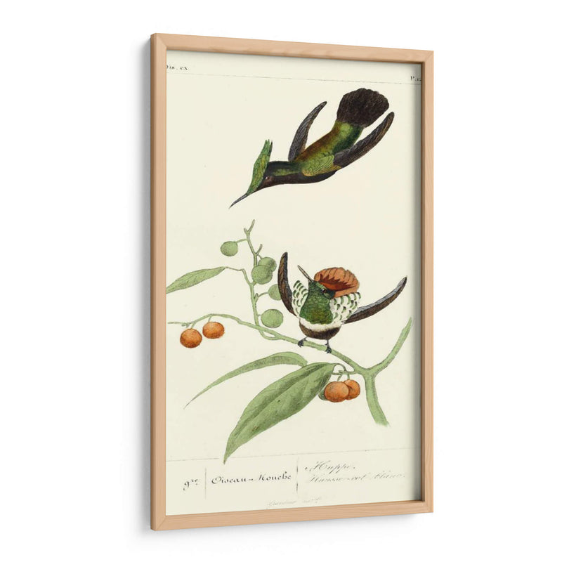 Lemaire Hummingbirds Iii - C.L. Lemaire | Cuadro decorativo de Canvas Lab