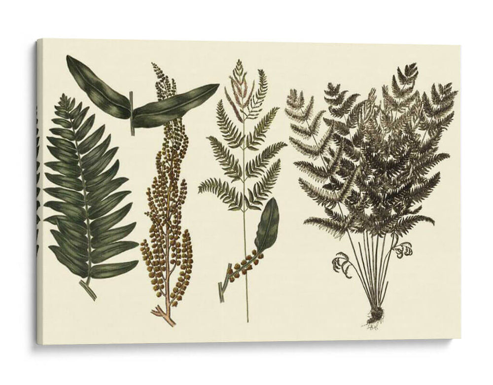 Fern Habe Folio I - Georg C. Oeder | Cuadro decorativo de Canvas Lab