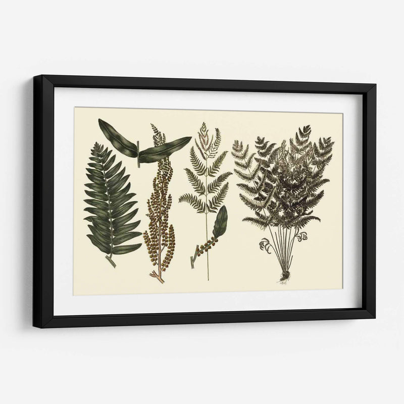 Fern Habe Folio I - Georg C. Oeder | Cuadro decorativo de Canvas Lab