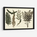 Fern Habe Folio I - Georg C. Oeder | Cuadro decorativo de Canvas Lab