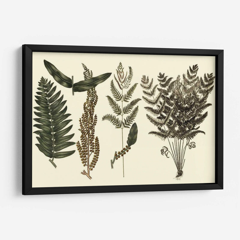 Fern Habe Folio I - Georg C. Oeder | Cuadro decorativo de Canvas Lab