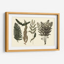 Fern Habe Folio I - Georg C. Oeder | Cuadro decorativo de Canvas Lab