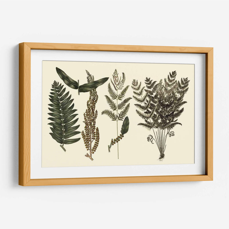 Fern Habe Folio I - Georg C. Oeder | Cuadro decorativo de Canvas Lab