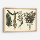 Fern Habe Folio I - Georg C. Oeder | Cuadro decorativo de Canvas Lab