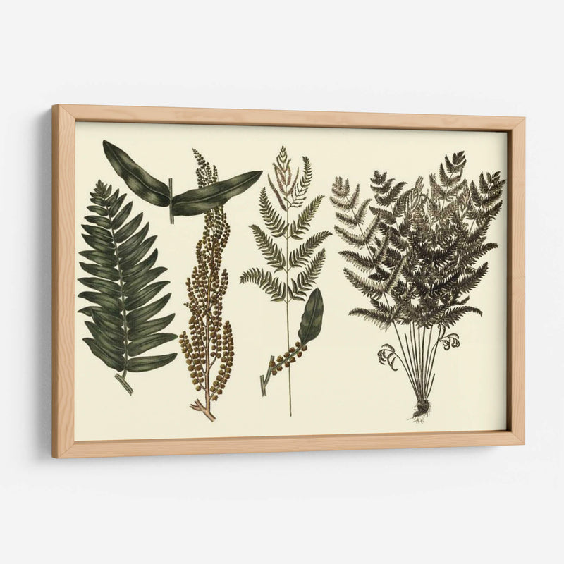 Fern Habe Folio I - Georg C. Oeder | Cuadro decorativo de Canvas Lab