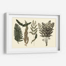 Fern Habe Folio I - Georg C. Oeder | Cuadro decorativo de Canvas Lab