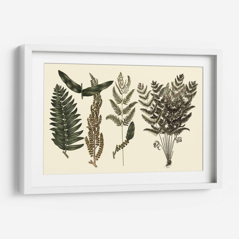 Fern Habe Folio I - Georg C. Oeder | Cuadro decorativo de Canvas Lab