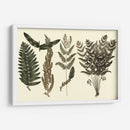 Fern Habe Folio I - Georg C. Oeder | Cuadro decorativo de Canvas Lab